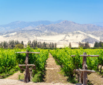 Lush Pisco Vineyard in Peru